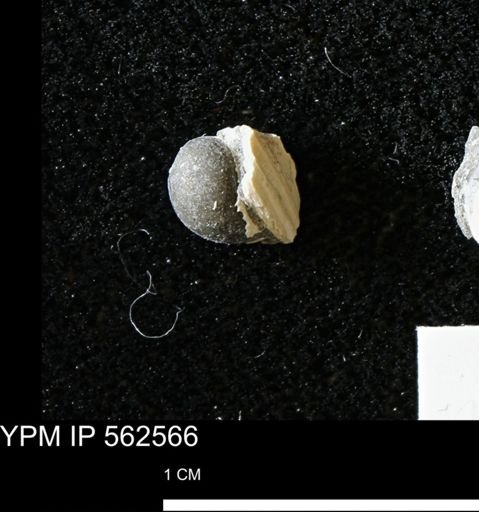 undet. Gastropoda