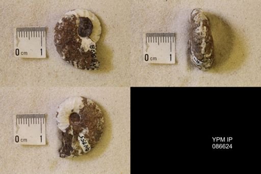 undet. Scaphitidae