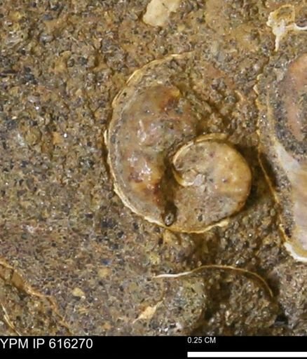 undet. Gastropoda
