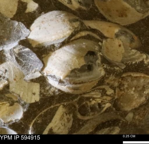 Limopsis striatopunctatus