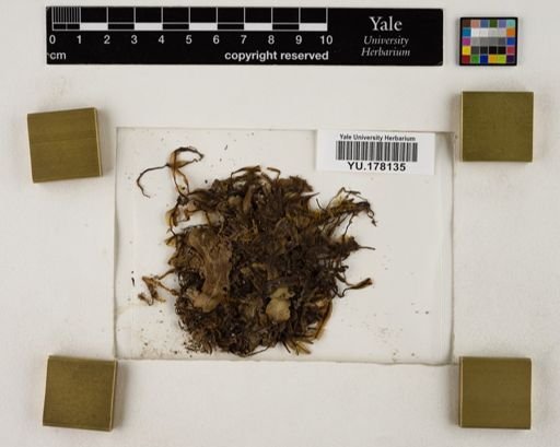 Plantae