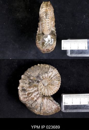 Hoploscaphites cheyennensis