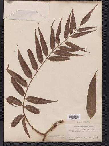 Lomariopsis