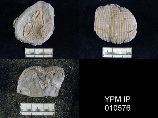 Productus ivesi