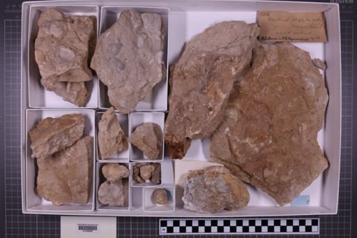 mixed taxa, stratigraphic collection