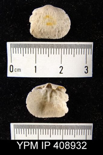 Doleroides sp.