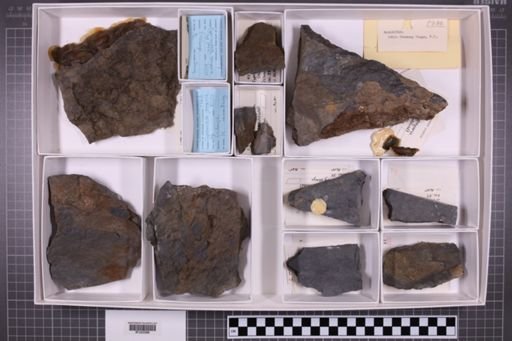 mixed taxa, stratigraphic collection
