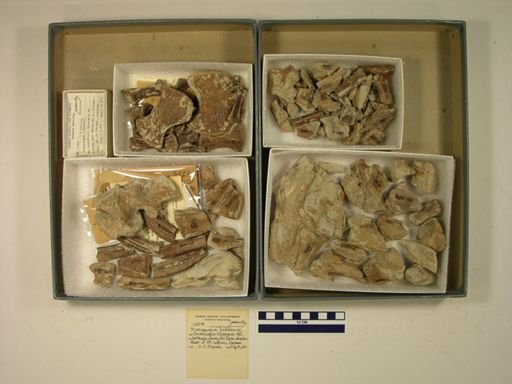 Platecarpus