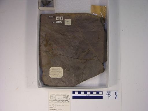 Anomoepus minimus