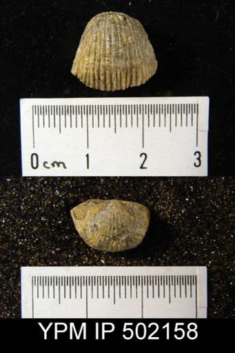 Diaphragmus elegans