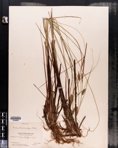 Carex lasiocarpa