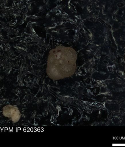 undet. Foraminiferida