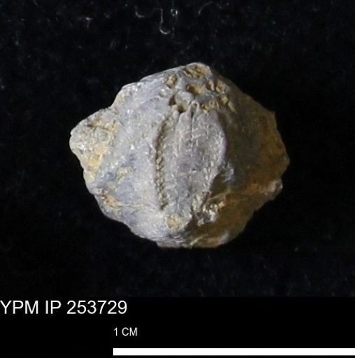 Pentremites sp.