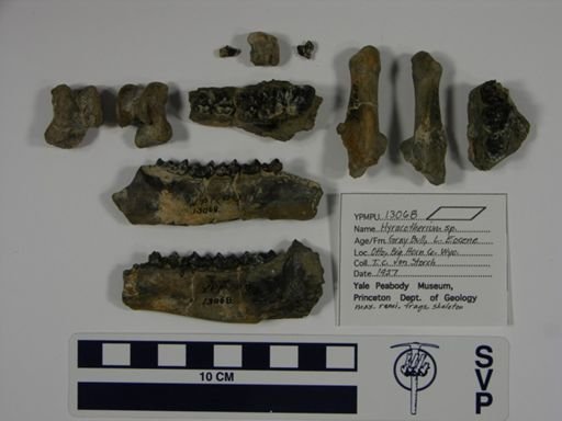 Hyracotherium sp.