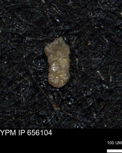 Ammobaculoides whitneyi