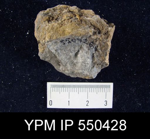 undet. Rhynchonelliformea
