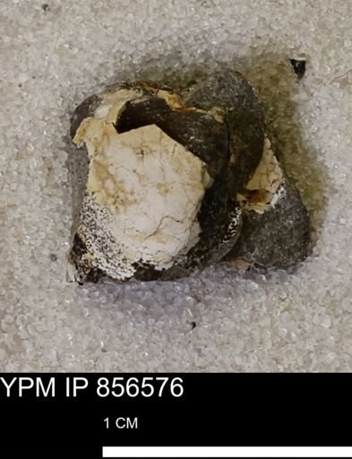 Limopsis striatopunctatus