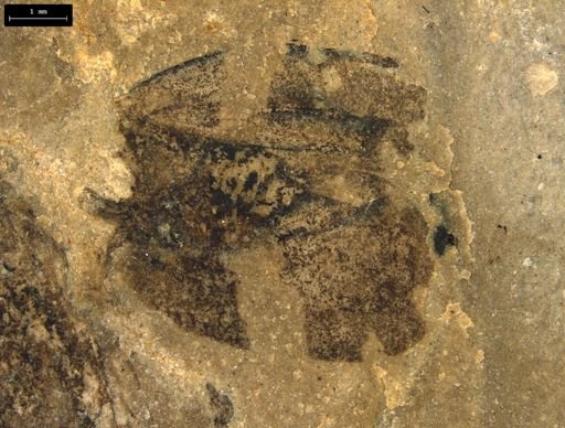 taxon undetermined