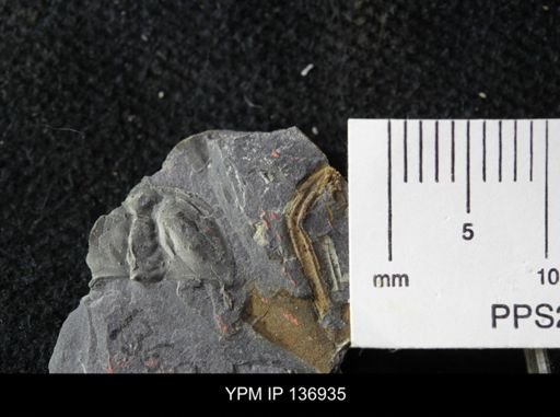 Ctenocephalus maltheus
