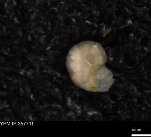undet. Foraminiferida