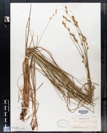 Carex festucacea