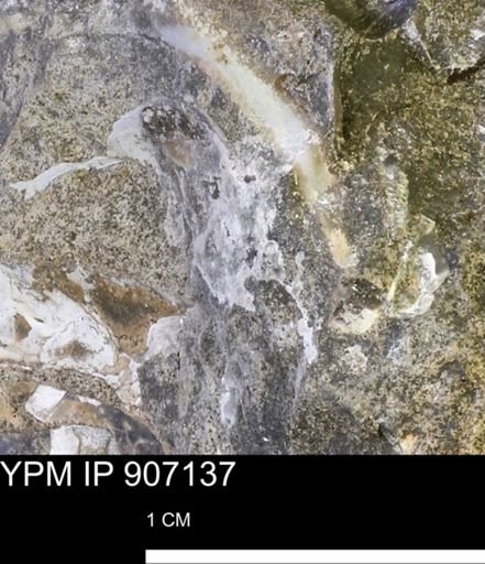 undet. Mollusca