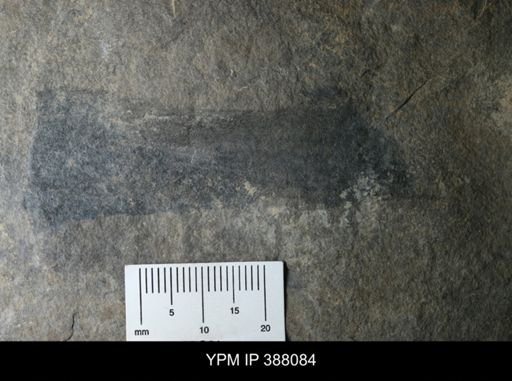 Problematica