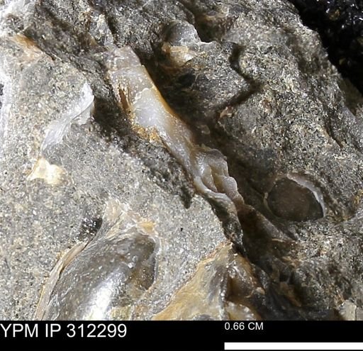 undet. Bivalvia