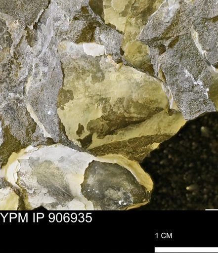 Pseudoptera sp.