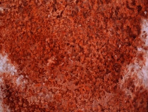 Steginoporella buskii