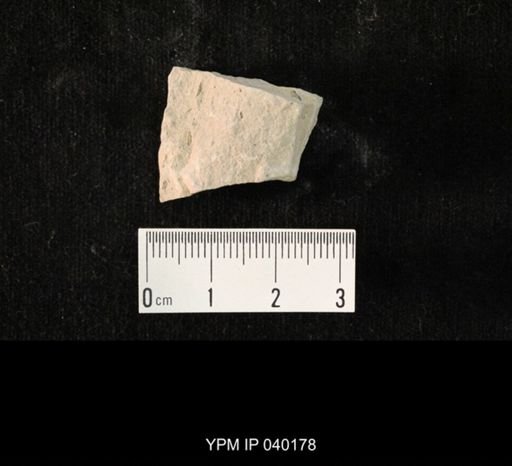 undet. Hexapoda