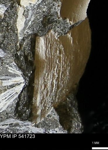 Limopsis striatopunctatus
