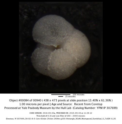 Neogloboquadrina incompta