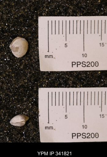 Protocardia sp.