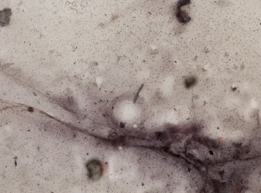 Clepsidrina polymorpha