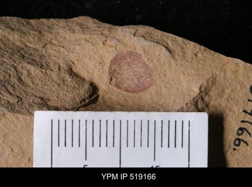 Brevipelta chouberti