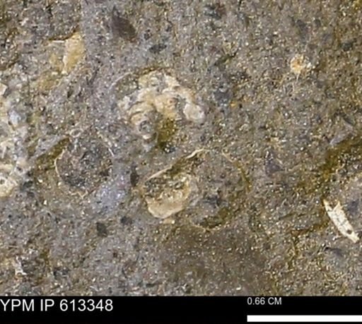 Scaphites sp.