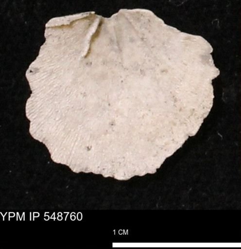 Stropheodonta perplana