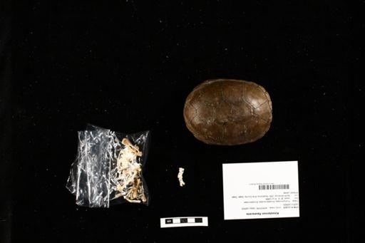 Kinosternon flavescens