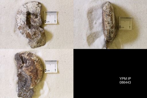 undet. Scaphitidae