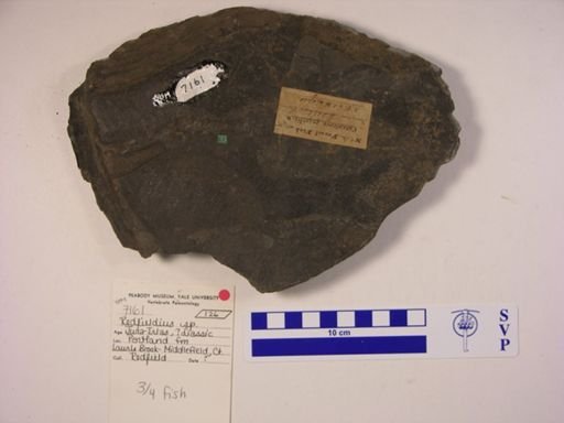 Redfieldius sp.
