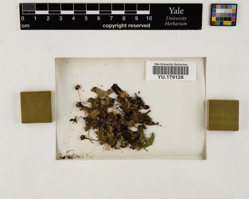 Plantae