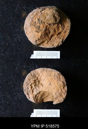 undet. Echinodermata