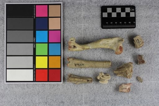 Mesohippus bairdi