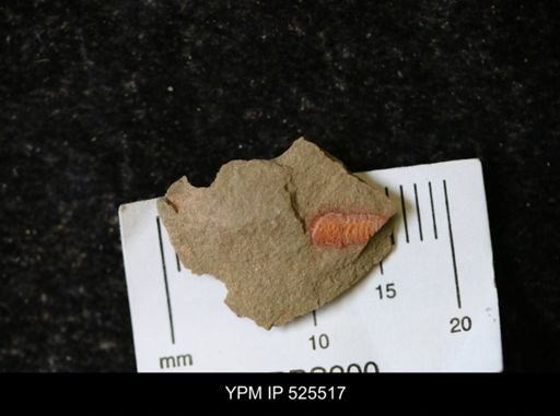 undet. Synziphosurina