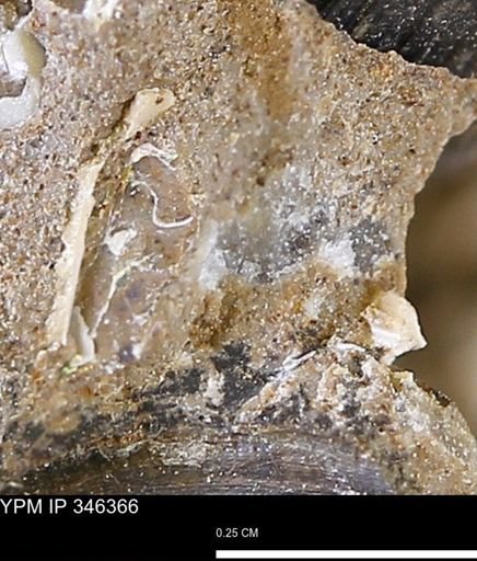 Mollusca?
