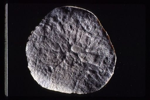 Pseudorhopilema chapmani