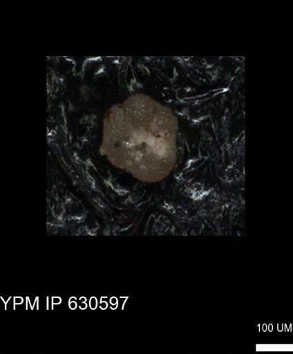 undet. Rugoglobigerinidae