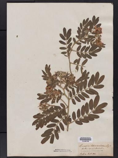 Cassia