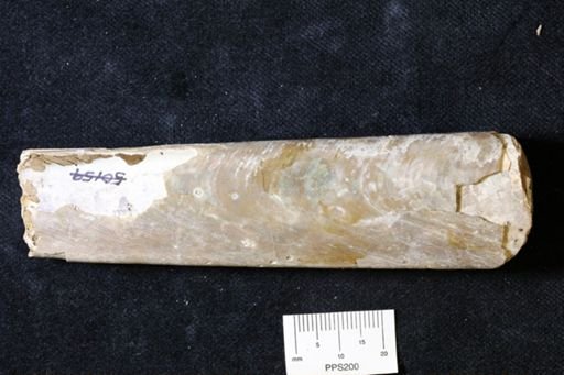 Baculites sp.